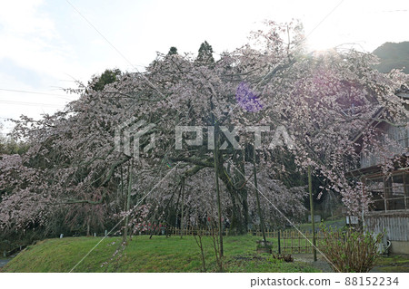 Cherry blossoms at Nami Ming 88152234