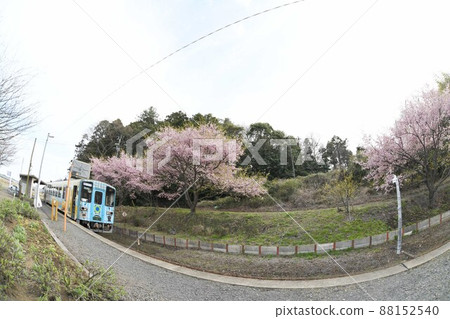 Big catch Sakura blooms Nakane Station on the Nakaminato Line Big catch Sakura blooms Nakane Station on the Nakaminato Line 88152540