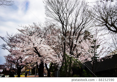 櫻花梓澤公園 88152590
