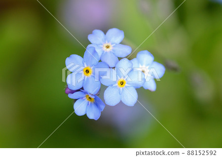 勿忘草屬 88152592