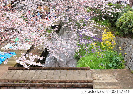 Nikaryō水路 宿河原堤岸 櫻花樹 88152746