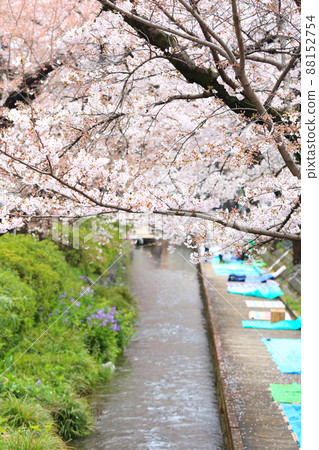 Nikaryō水路 宿河原堤岸 櫻花樹 88152754