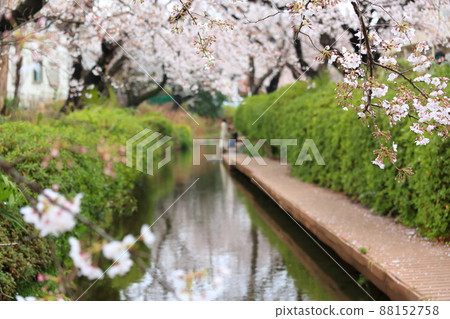 Nikaryō Waterway Shukugawara Embankment Cherry Blossom Trees 88152758