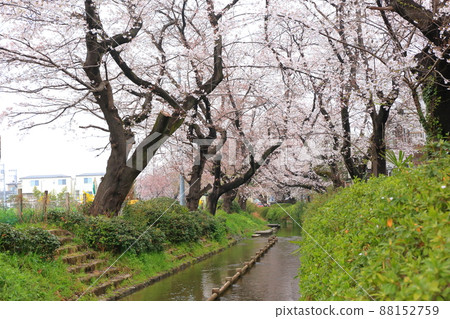 Nikaryō水路 宿河原堤岸 櫻花樹 Nikaryō水路 宿河原堤岸 櫻花樹 88152759