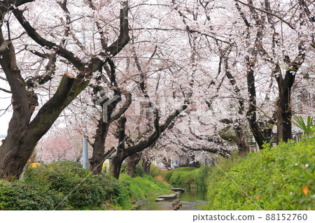 Nikaryō水路 宿河原堤岸 櫻花樹 Nikaryō水路 宿河原堤岸 櫻花樹 88152760