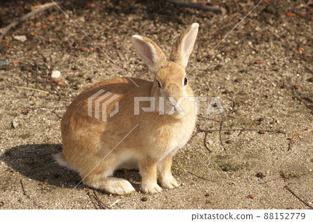 [New Year's material] Rabbit from Okunoshima, beige on the side of the road, Takehara City, Hiroshima Prefecture 88152779
