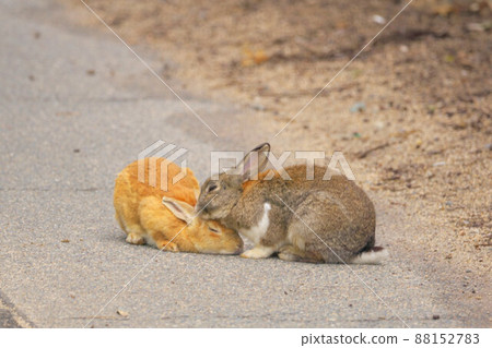 [新年材料] 來自奧之島的兔子，好朋友米色和棕色 2 廣島縣竹原市 88152783