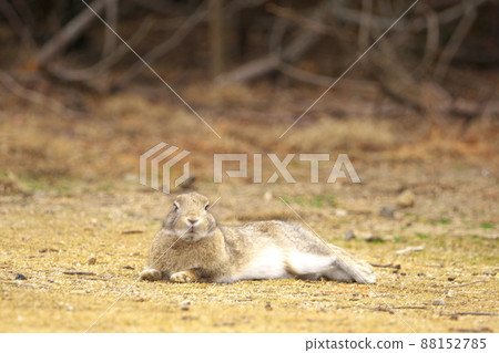 [新年材料] 廣島縣竹原市奧之島產的兔子，灰色的躺在泥土上 88152785