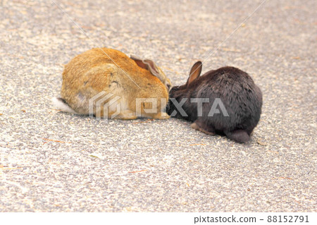 [New Year's material] Rabbits from Okunoshima Light brown and black face with white streaks 21 Takehara City, Hiroshima Prefecture 88152791