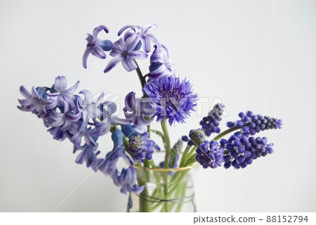 室內展示藍色風信子、穆斯卡里和矢車菊 88152794