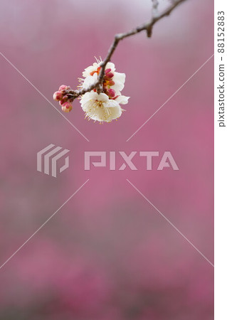 Red plum and white plum in full bloom Red plum and white plum in full bloom 88152883