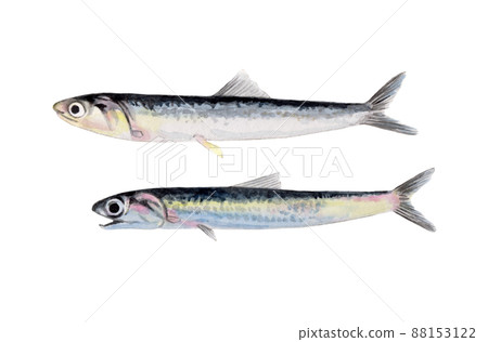 Hand-painted watercolor of anchovy Hand-painted watercolor of anchovy 88153122