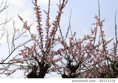 Pink flowers of red plums blooming in the garden of early spring in Japan 88153229