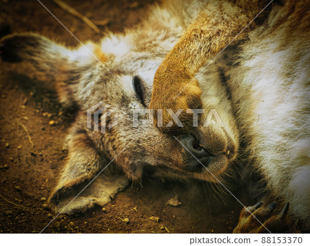 Wallaby taking a nap comfortably Wallaby taking a nap comfortably 88153370