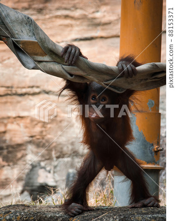 Orangutan baby that flashed something Orangutan baby that flashed something 88153371