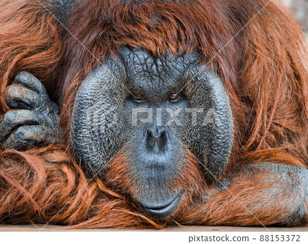 Orangutan staring at me Orangutan staring at me 88153372