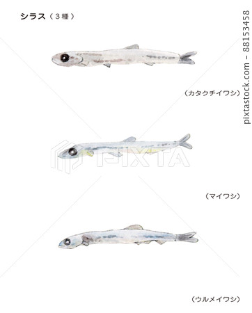 Hand-painted watercolor painting of 3 kinds of Shirasu Hand-painted watercolor painting of 3 kinds of Shirasu 88153458