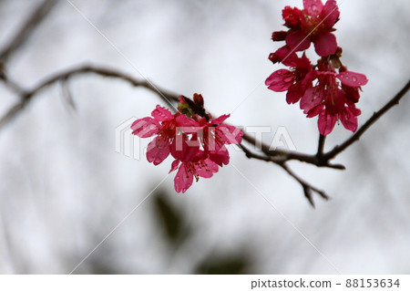 櫻花 櫻花 88153634