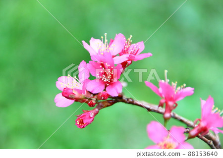 Cherry blossoms Cherry blossoms 88153640