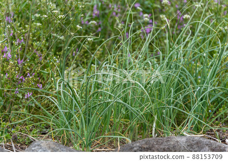 Spring wildflowers 88153709
