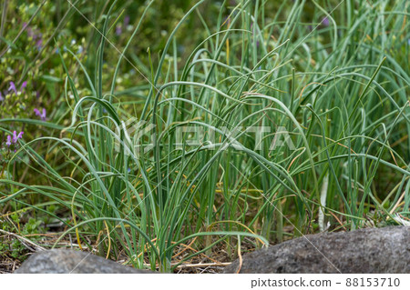 Spring wildflowers 88153710