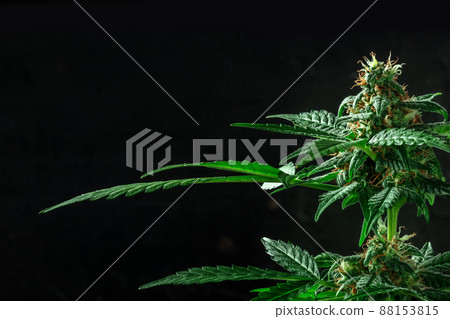 Flowering cannabis plants with green leaves and white and yellow flowers 88153815