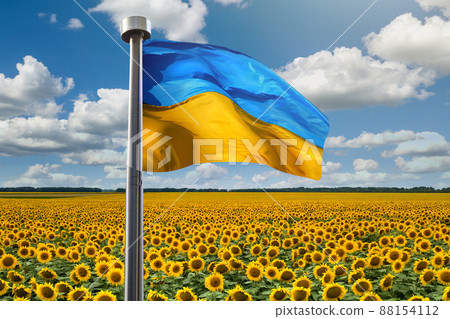 Flag of Ukraine aiganst sunflowers field 88154112