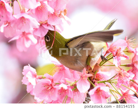 A Japanese white-eye enthusiastically sucking nectar from Kawazu cherry blossoms 88154155