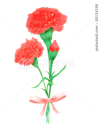 Carnation tied like a gift with a ribbon Carnation tied like a gift with a ribbon 88154198