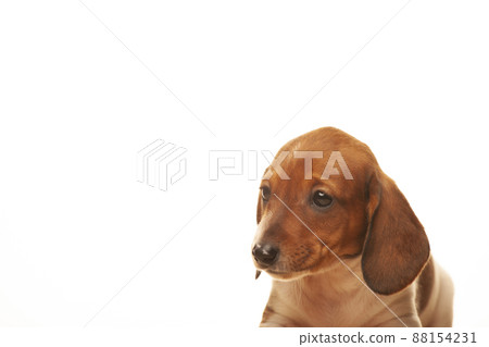 image of dog white background image of dog white background 88154231