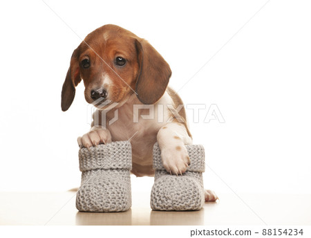 image of dog baby socks white background image of dog baby socks white background 88154234