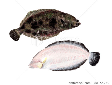Hand-painted watercolor painting of flatfish 88154259