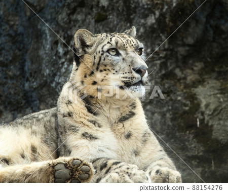 Snow leopard wondering what the rice is today Snow leopard wondering what the rice is today 88154276