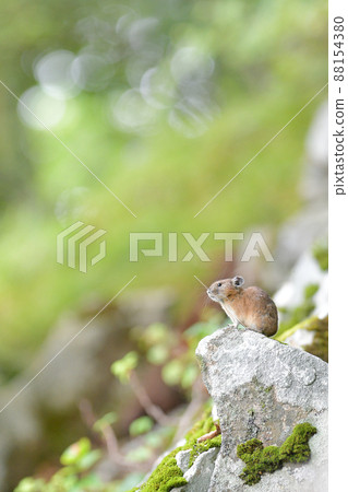 綠色的皮卡 88154380