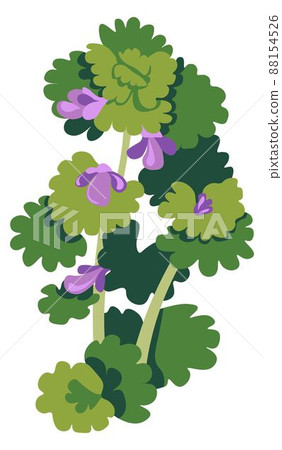 Shrubs of blooming flower, grass with foliage 88154526