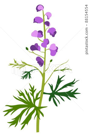 Aconite flower in blossom, wildflower or grass 88154554