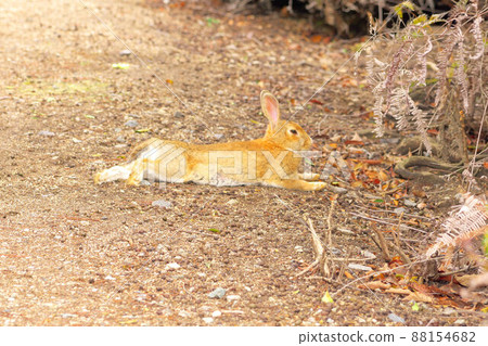 Rabbit on Okunoshima Beige lying on the ground Takehara City, Hiroshima Prefecture Rabbit on Okunoshima Beige lying on the ground Takehara City, Hiroshima Prefecture 88154682