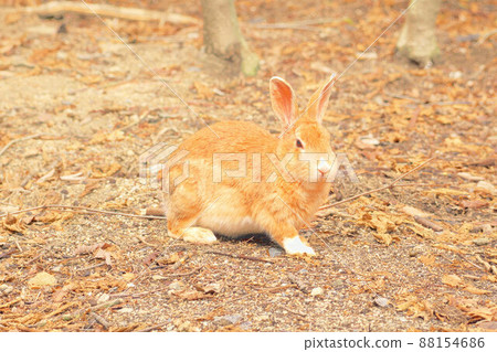 [新年材料] 來自奧之島的兔子 枯葉上的米色 3 廣島縣竹原市 88154686