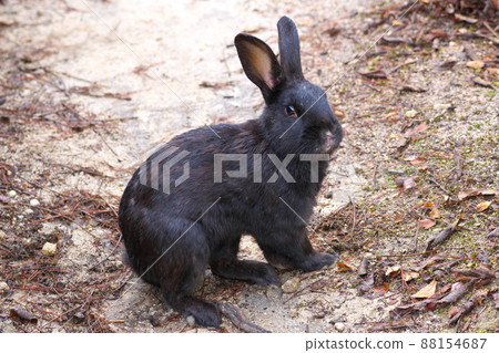 [New Year's material] Rabbit on Okunoshima Black looking back on the promenade Takehara City, Hiroshima Prefecture 88154687