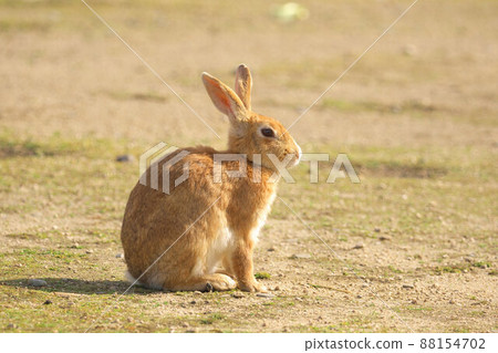 [New Year's material] Light brown sitting in the rabbit square on Okunoshima 1 Takehara City, Hiroshima Prefecture 88154702