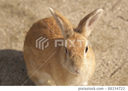 [New Year's material] Rabbit from Okunoshima, beige staring at Takehara City, Hiroshima Prefecture 88154722