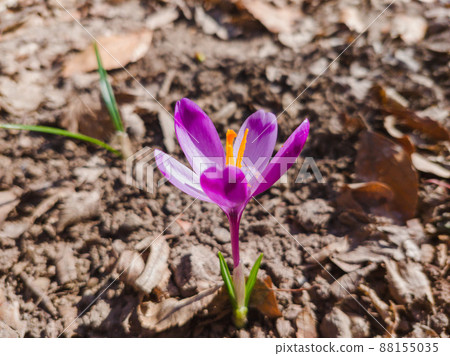 Wild purple crocus blooming in its natural environment. Crocus heuffelianus. Saffron blooming. Spring forest flower Wild purple crocus blooming in its natural environment. Crocus heuffelianus. Saffron blooming. Spring forest flower 88155035