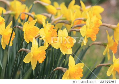 黃水仙水仙水仙花 88155261