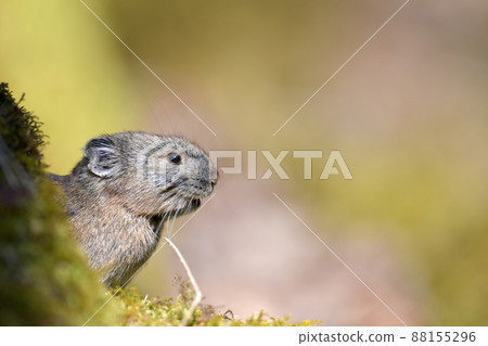 Pika in the green Pika in the green 88155296