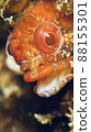fish  88155301