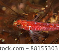 Fish 88155303