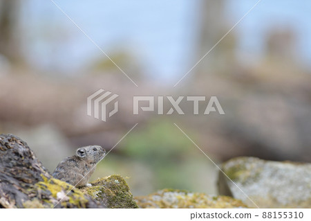 Rocky pika Rocky pika 88155310