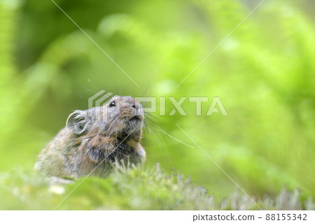 Pika in the green Pika in the green 88155342