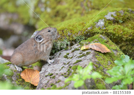 Pika in the green 88155389