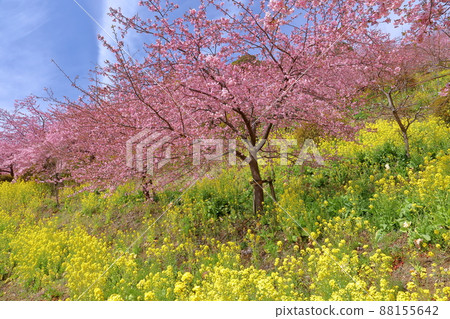 神奈川縣足柄神郡松田町松田蒼涼內藤園亞久里公園相賀山園早開花的河津櫻花和油菜田 88155642